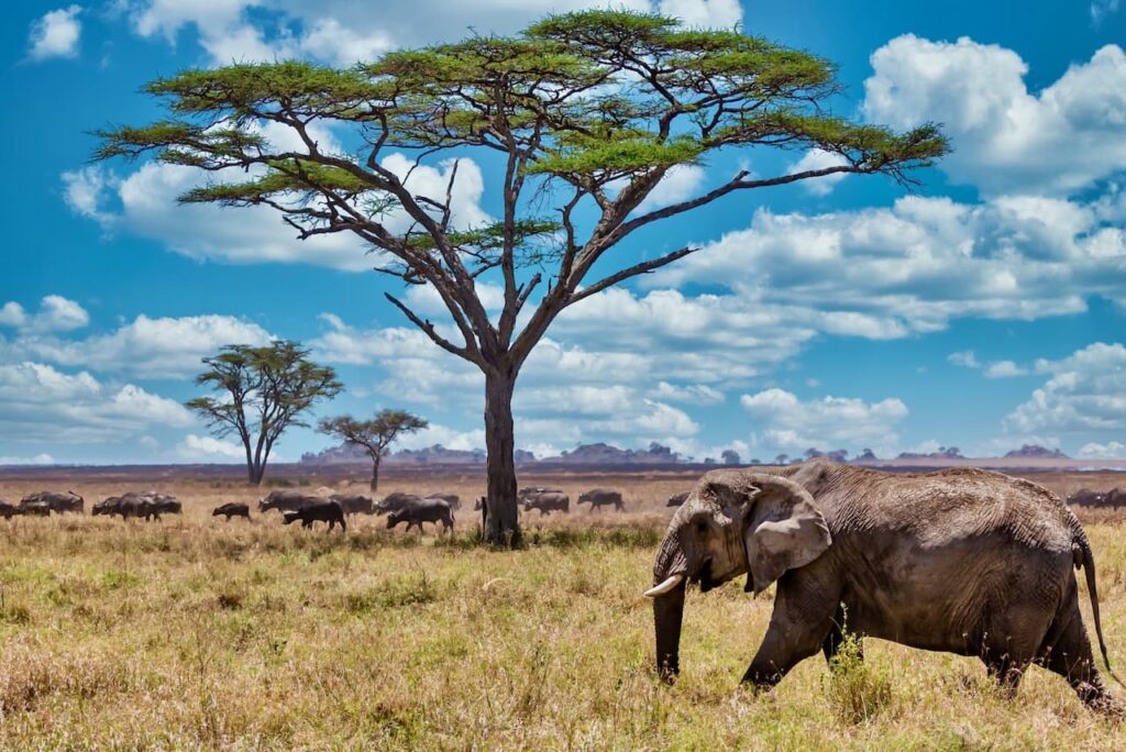 safari en tanzanie